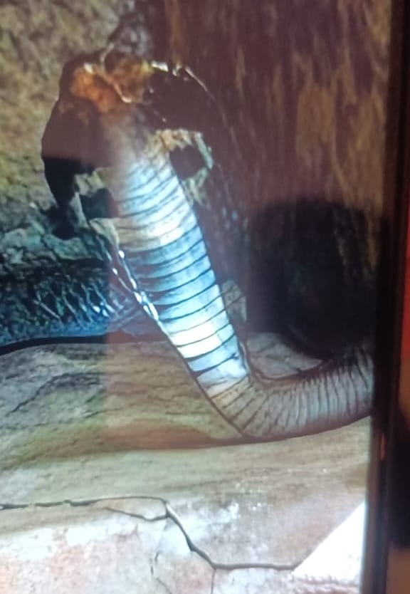 Pair of cobras spotted at PHC Velbhariya; one captured.