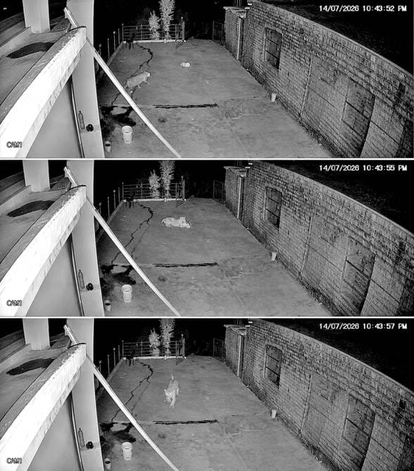 Panther enters house; CCTV captures it carrying a dog in its jaws.