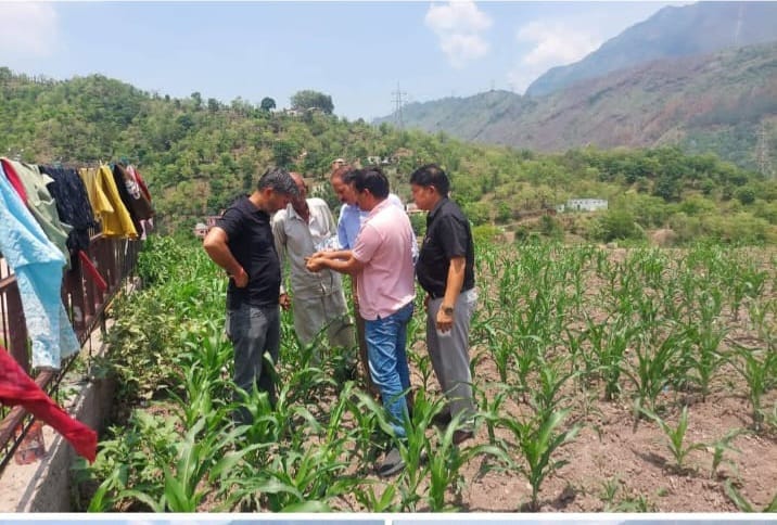Fall Armyworm attacks maize crop in Sundernagar; 30% of the crop affected.