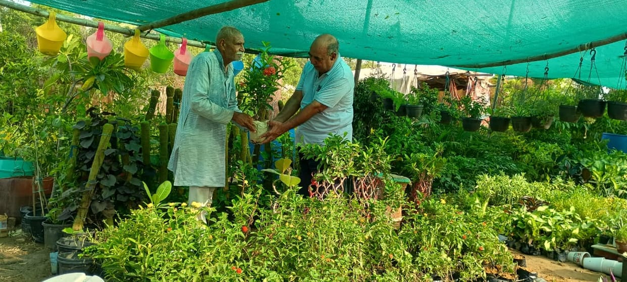 Demand for plants rises in nurseries; sales see a surge.