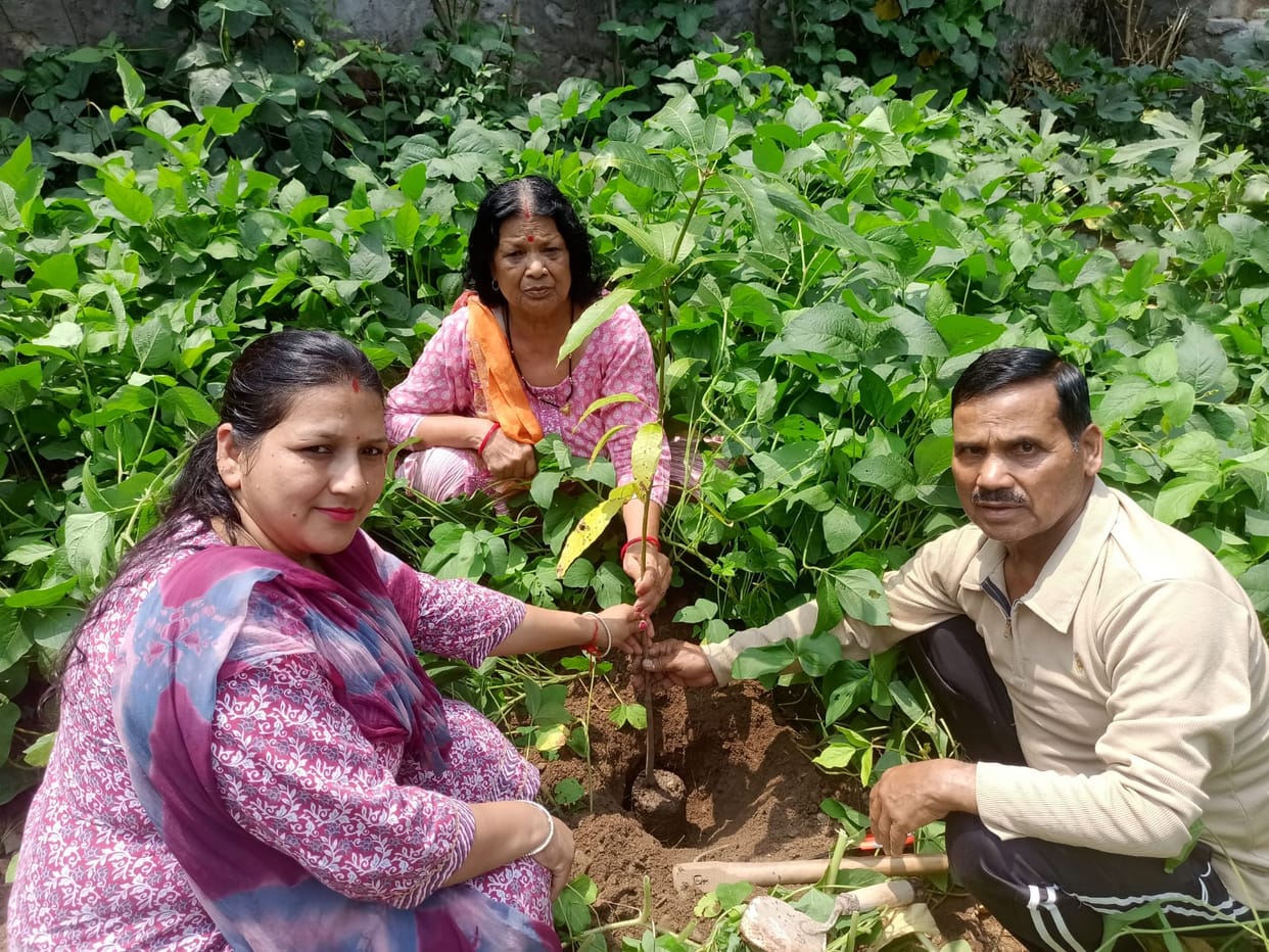 Harela: Every hand adorned the earth by planting a sapling.