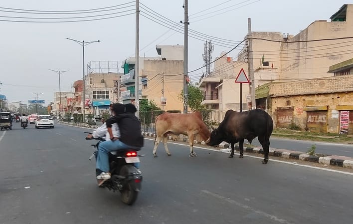 Increasing number of stray cattle on the roads; risk of accidents persists.
