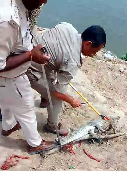 The crocodile in the pond was caught after six days.