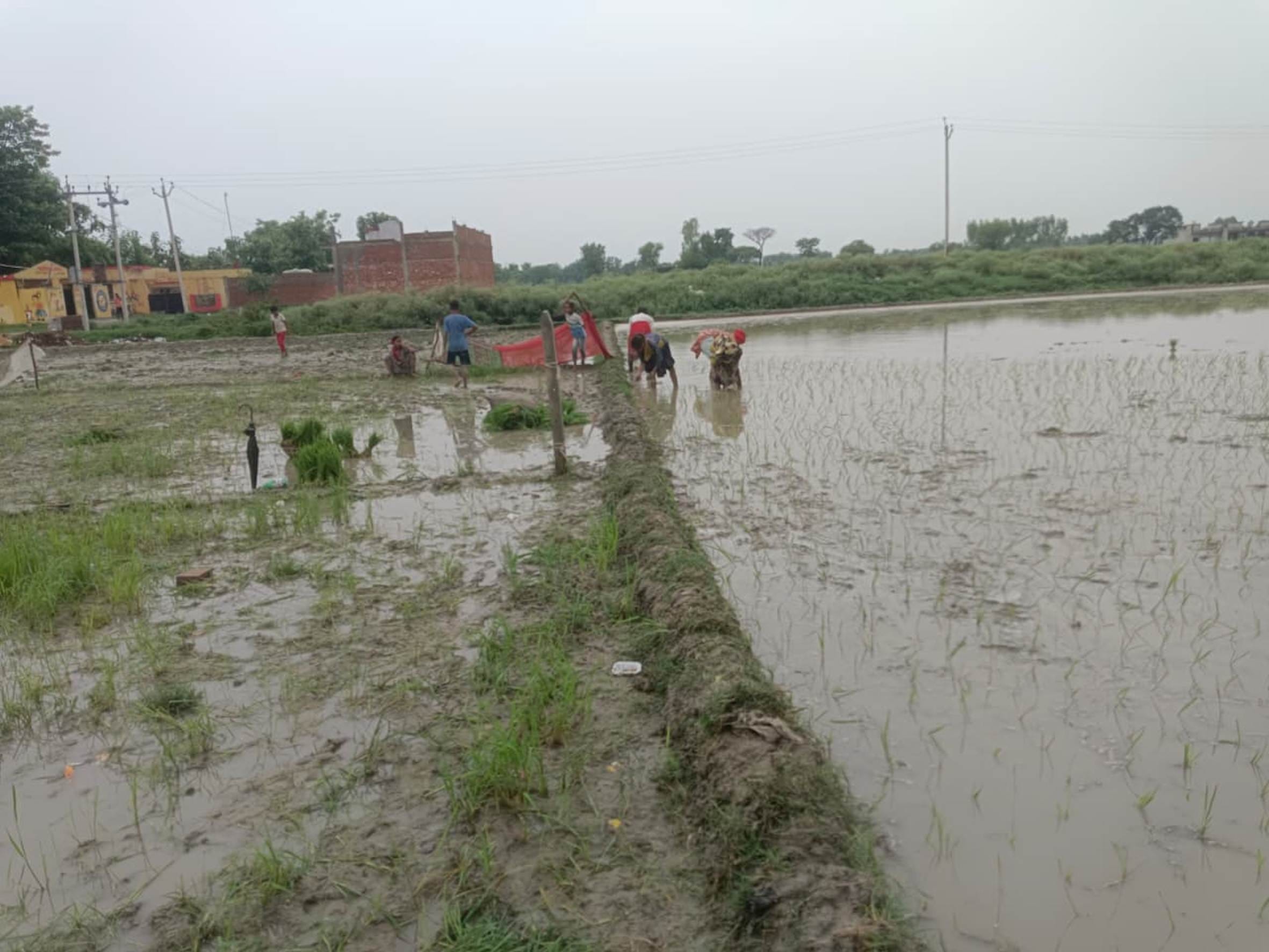 बारिश के दौरान खेत में धान की रोपाई करते किसान। 