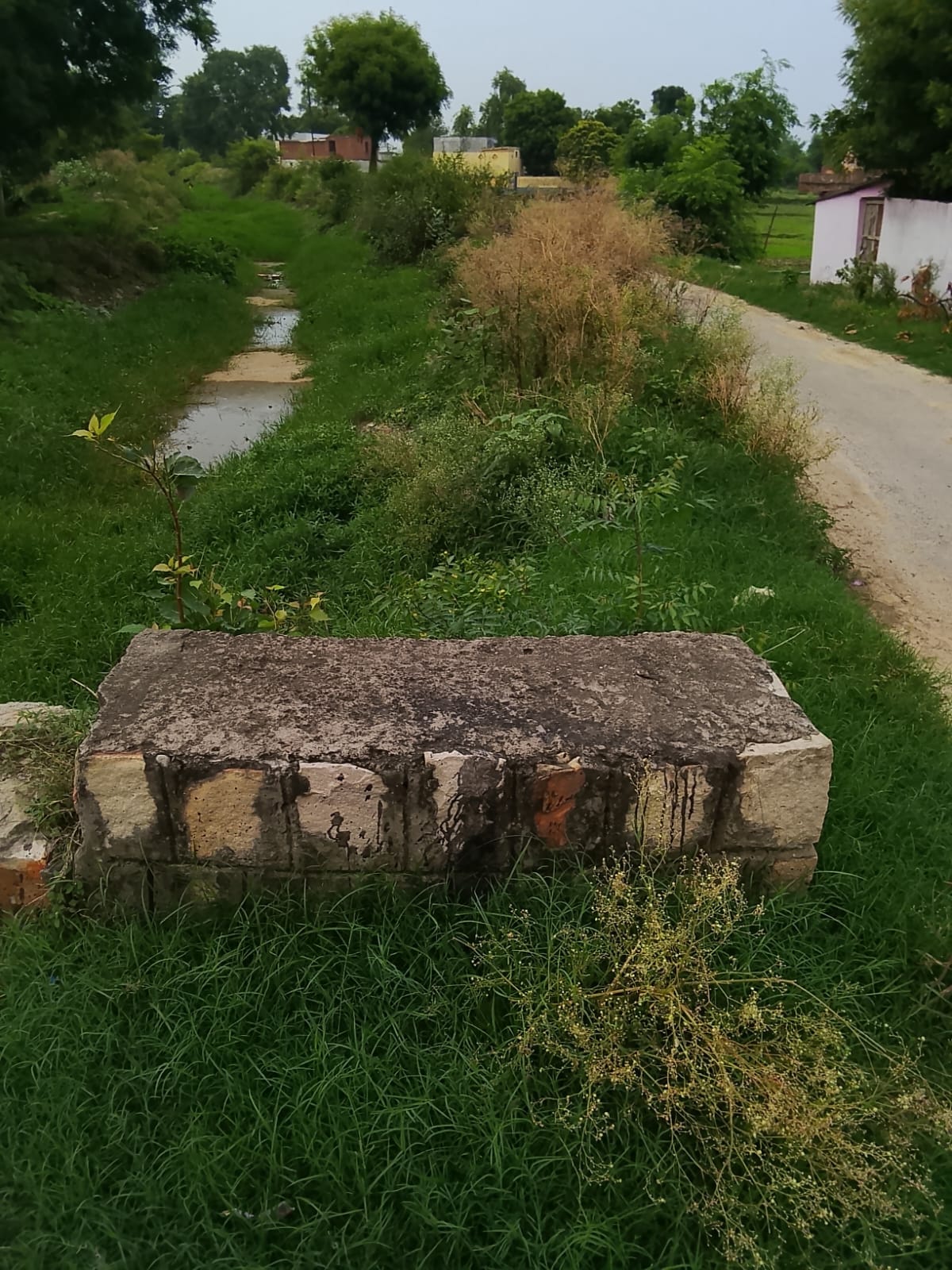 Paddy transplantation at risk due to drying up of canal