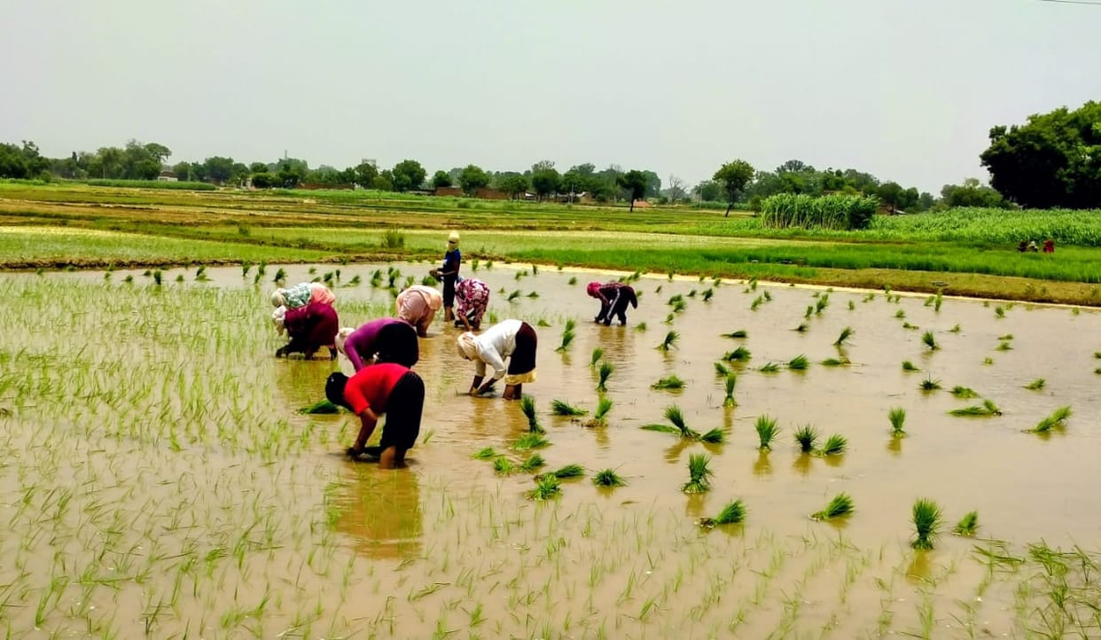 Paddy transplantation lagging due to scorching heat and water crisis