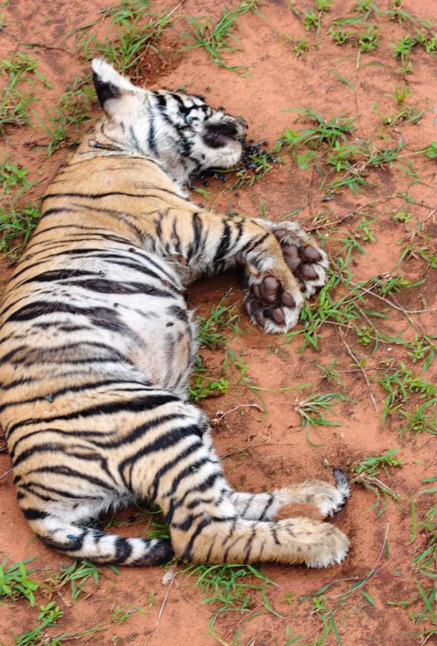 Tiger Cub Found Dead Near Bandhavgarh, Investigation Underway