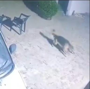 Kajal fought a snake all night; she breathed her last in the morning.