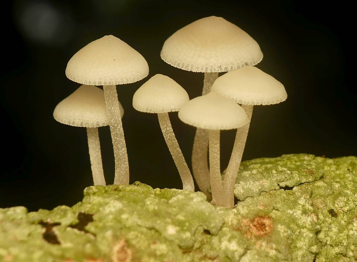 58 species of mushrooms discovered in Dudhwa, one species found glowing in the dark