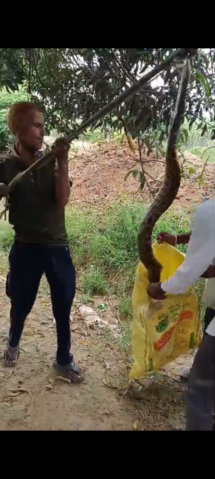 Pythons spotted in Bahsuma and Bedkheda.