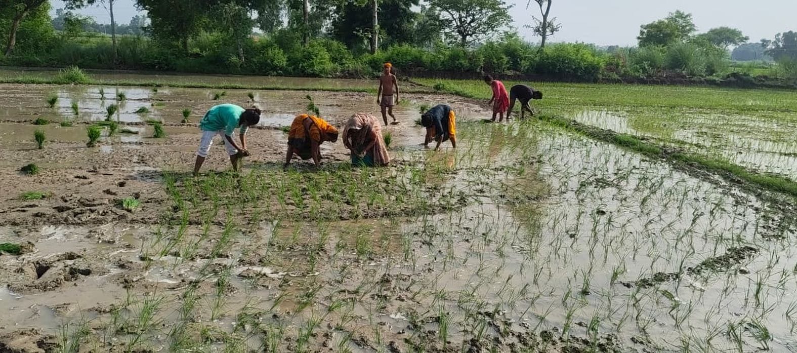  बल्दीराय के बघौना में धान की रोपाई करते लोग। संवाद