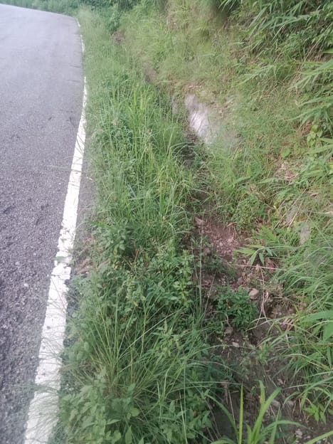 Roadside bushes and rocks fallen from the hillside have become a hazard.