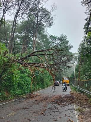 Tree falls on HT line; power outage.