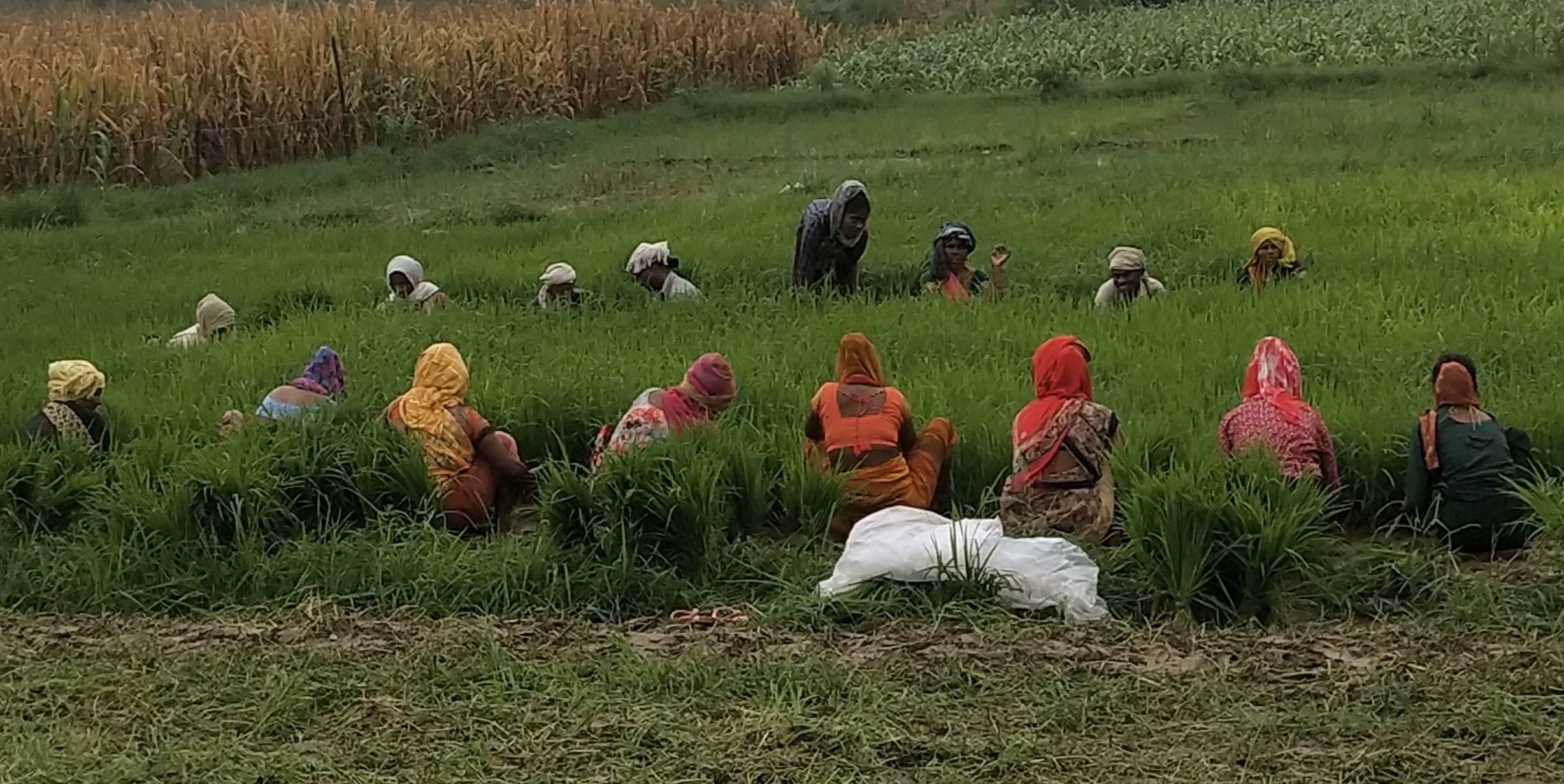 फोटो-14- नसिरापुर में धान रोपाई के लिए पौध उखाड़ते श्रमिक। संवाद