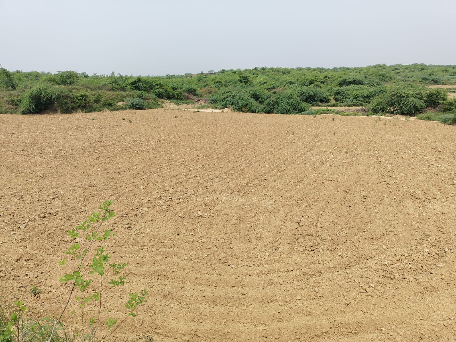 फोटो -25- खाली पड़े खेत। संवाद