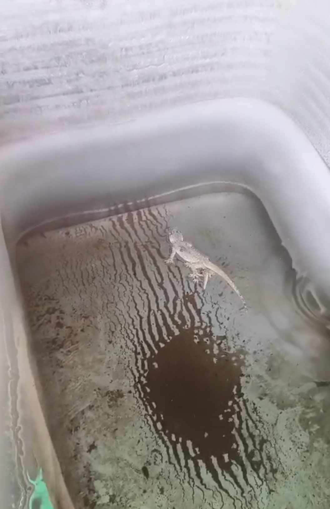 A caretaker's health deteriorated after drinking water, three lizards were found dead in the water cooler