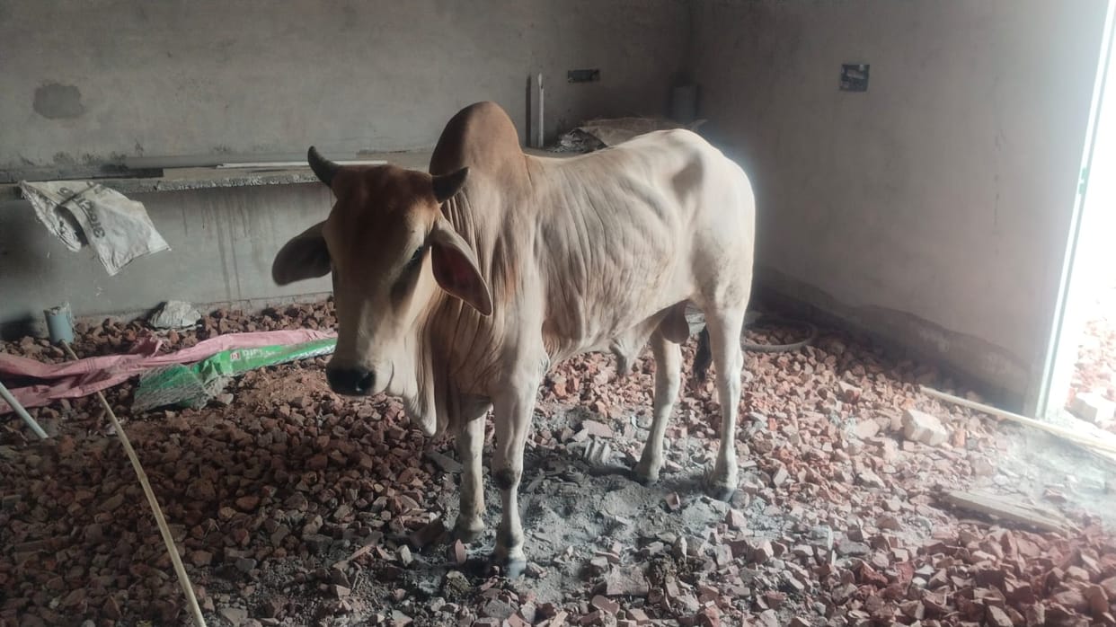 A bull reached the roof via the stairs in Kaithal's Chiranjeev Colony.