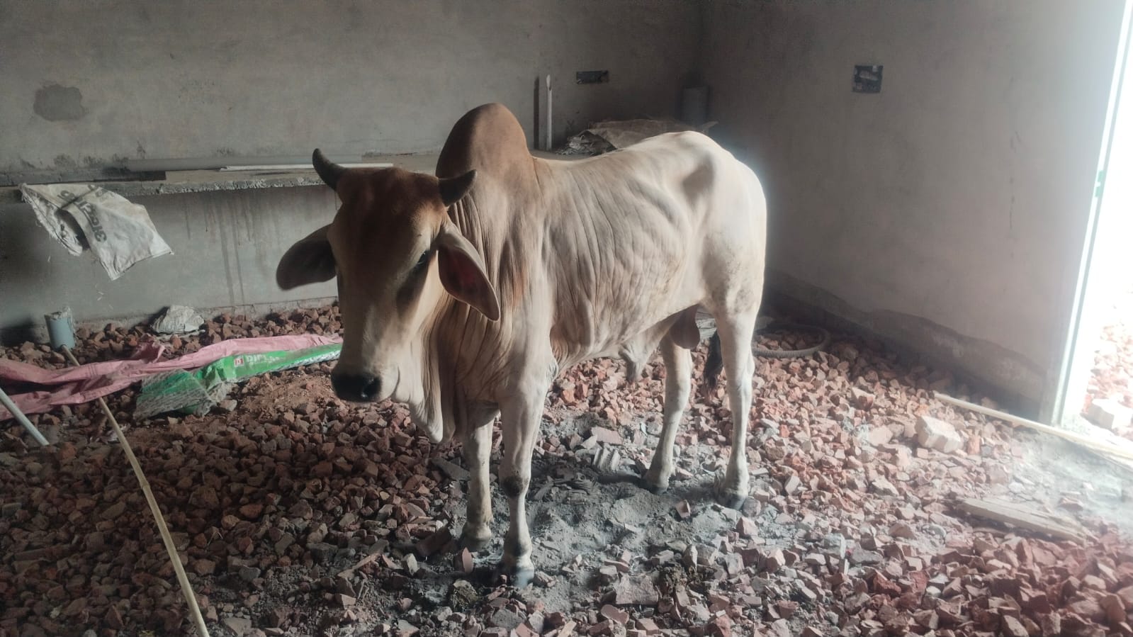 घर की छत पर खड़ा हुआ सांड।  संवाद