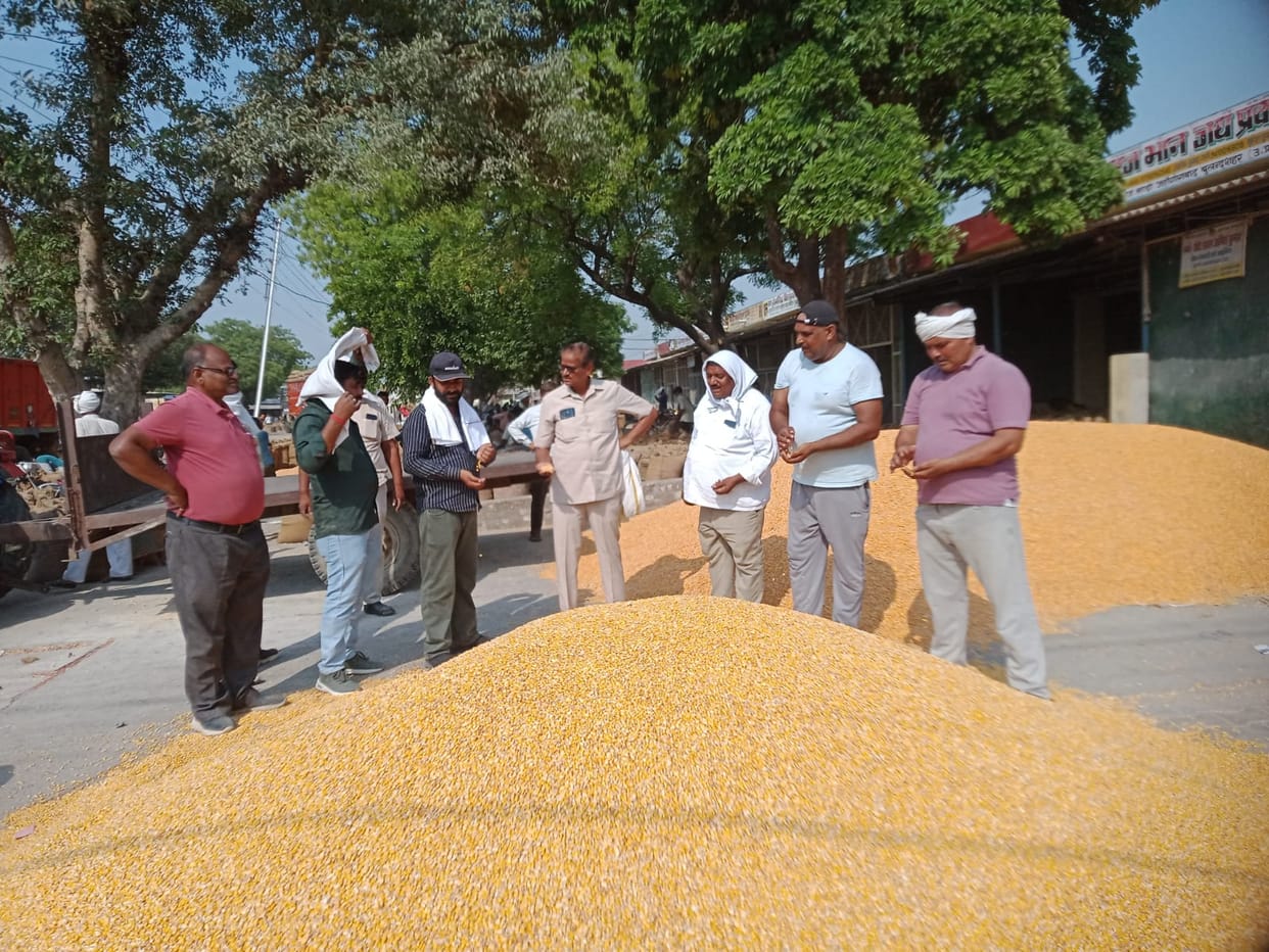 Rain affects maize quality; prices drop at the market; farmers concerned.