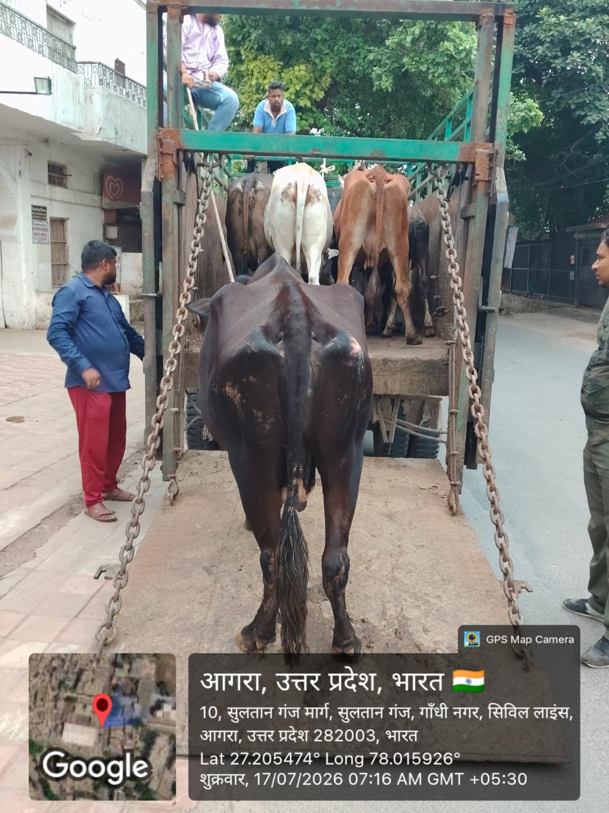 The cattle herders attacked the corporation workers and freed four cattle.