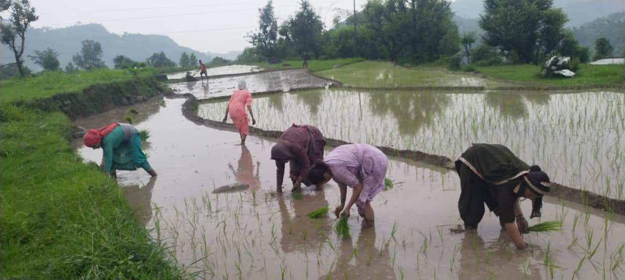 Thanks to the clouds' bounty, the paddy fields have come alive again.