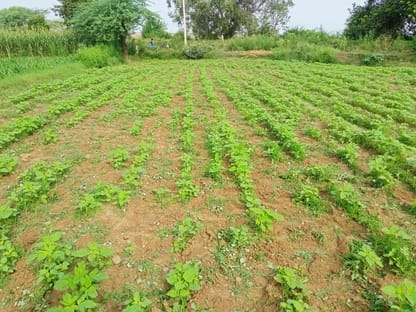 Farmers await rain: Demand for urea fertilizer drops; crops need irrigation
