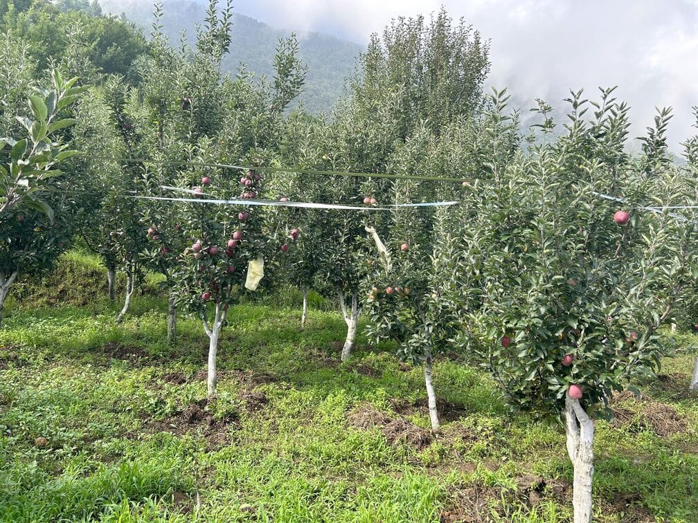 Weather's Toll: Apple production projected to drop by more than half this year.