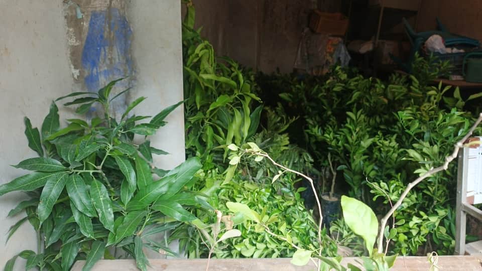 उद्यान सामग्री विक्रय केंद्र हमीरपुर में रखे फलदार पौधे। संवाद