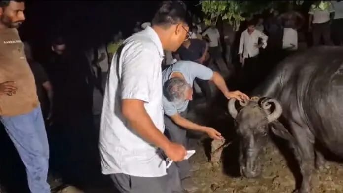 One buffalo died and 10 fell ill after eating poisonous vegetation.