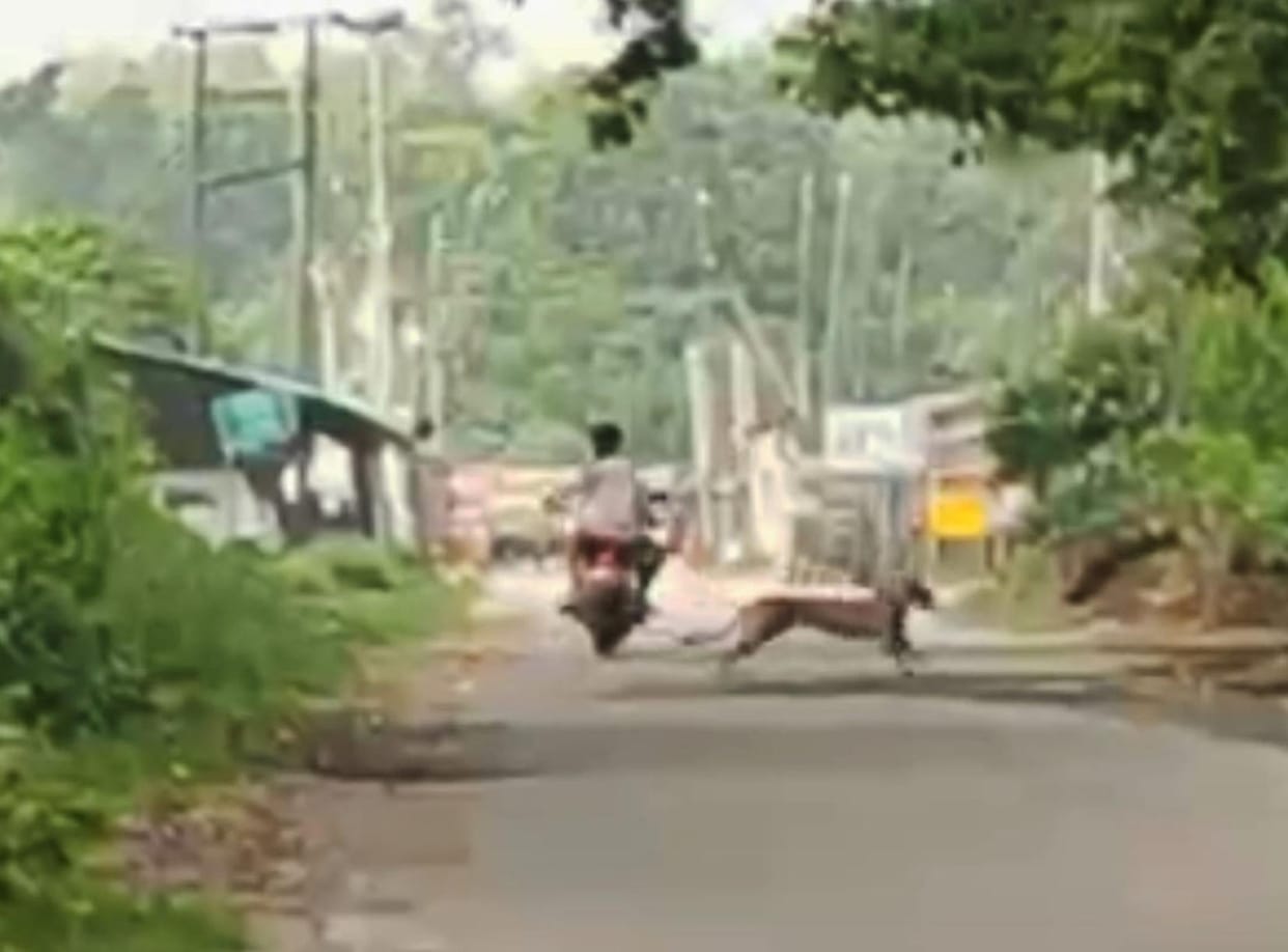 A leopard crossing the road with two cubs lunged at motorcyclists.