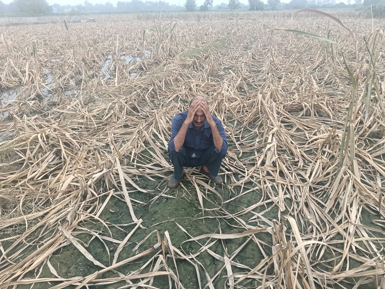 Pond overflow destroys 15 bighas of sugarcane crop.