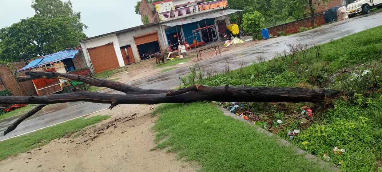 Power outage due to tree falling on wires
