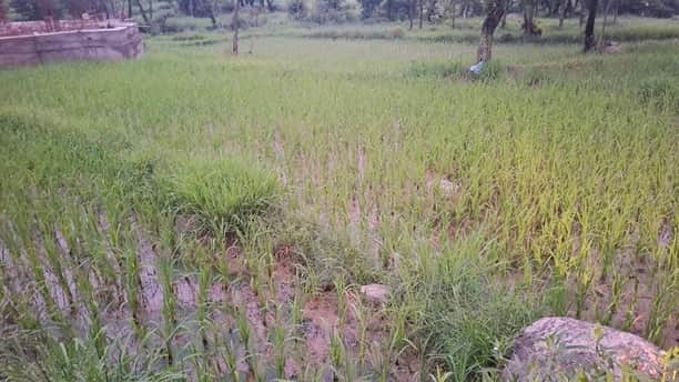बारिश के बाद दाडी़ में धान के खेत में खड़ा पानी। अमर उजाला
