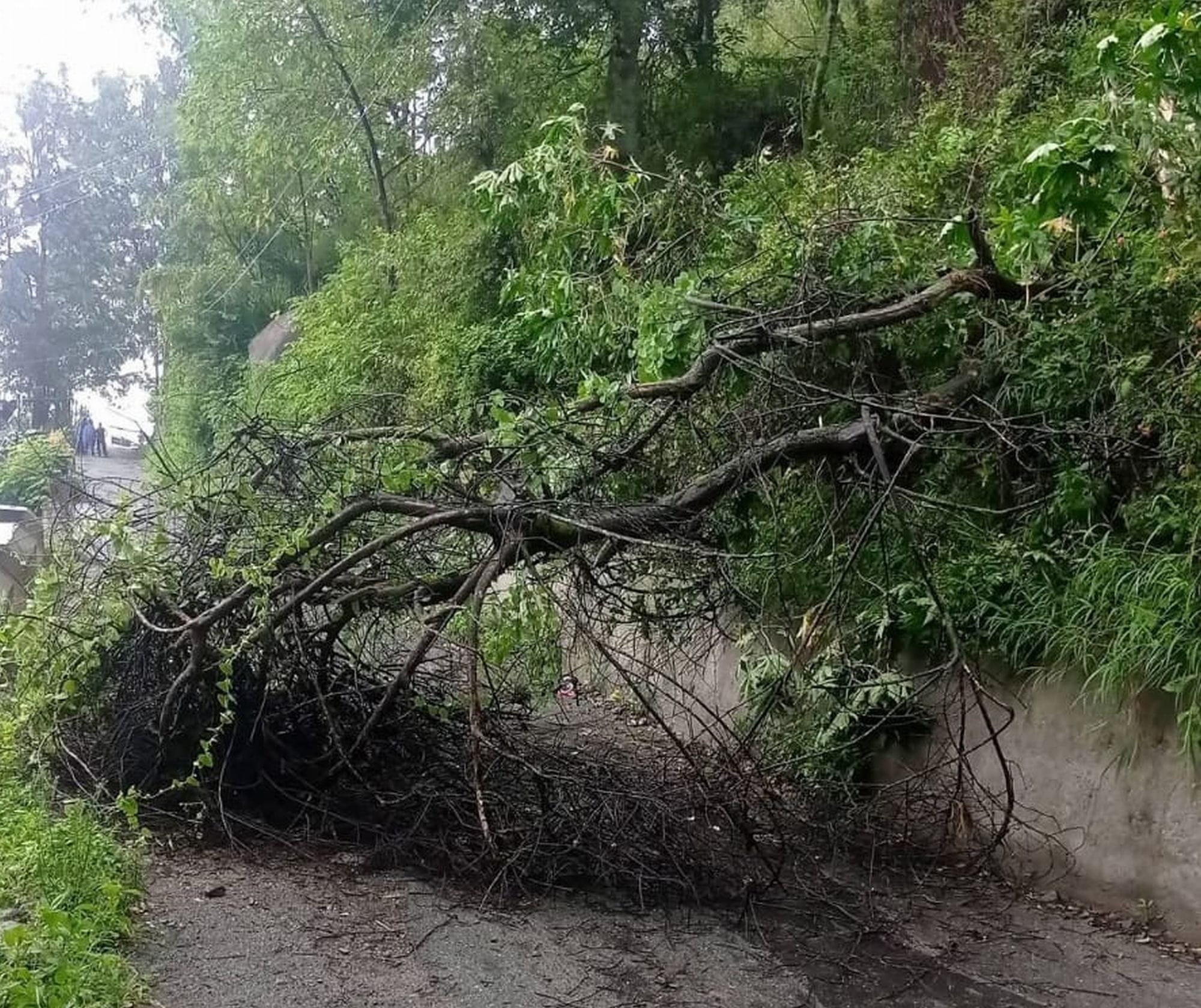 चंबा के कसाकड़ा मार्ग पर गिरा पेड़।संवाद