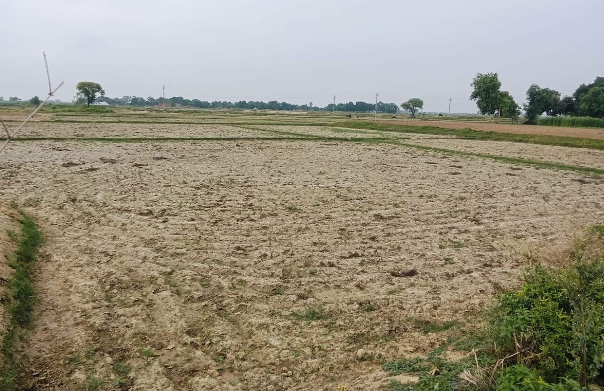 Water fails to reach the tail-ends of 175 canals in the 'Rice Bowl'; only 35% of transplanting completed.