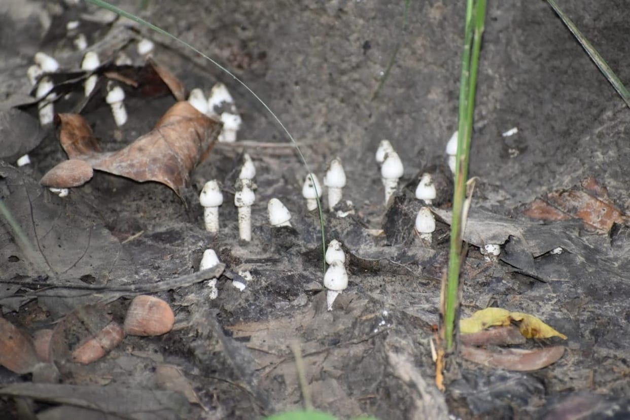 Now infiltrating the forest in search of the earth's flowers