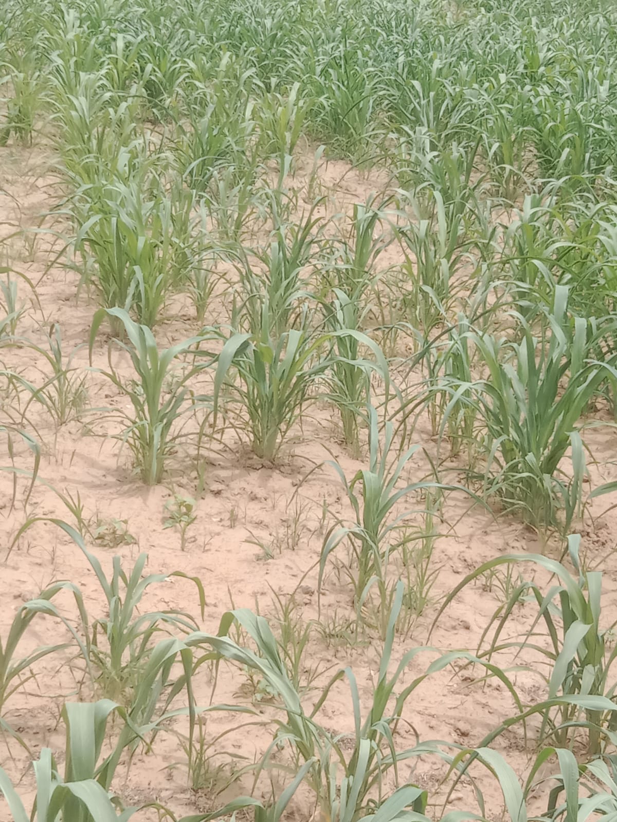 Hopes wither while awaiting rain; Kharif crops face a crisis.