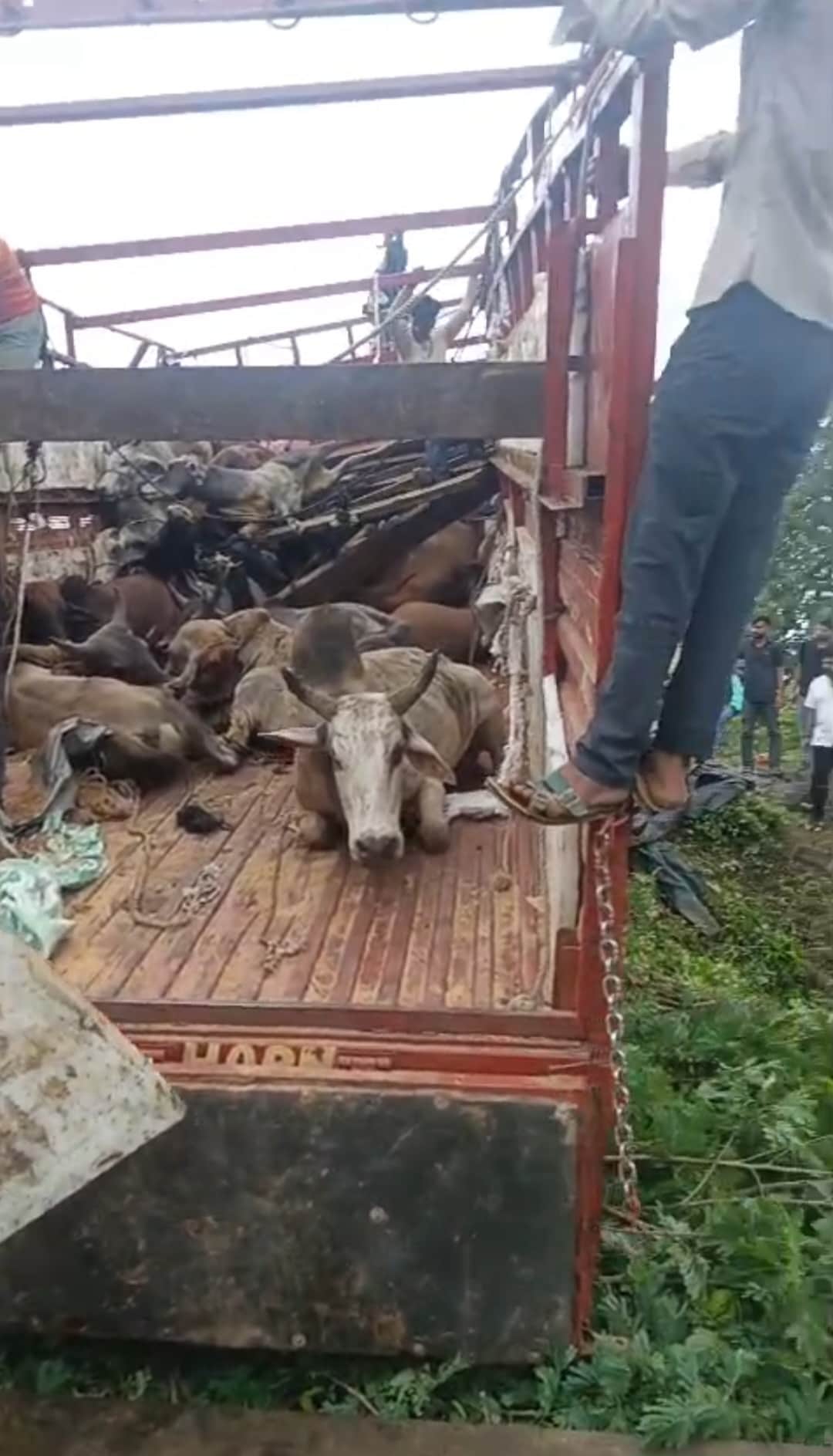 गौवंश से भरा ट्रक
