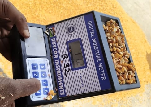 Maize crop proves a boon; yield is good, and farmers are happy with the prices.