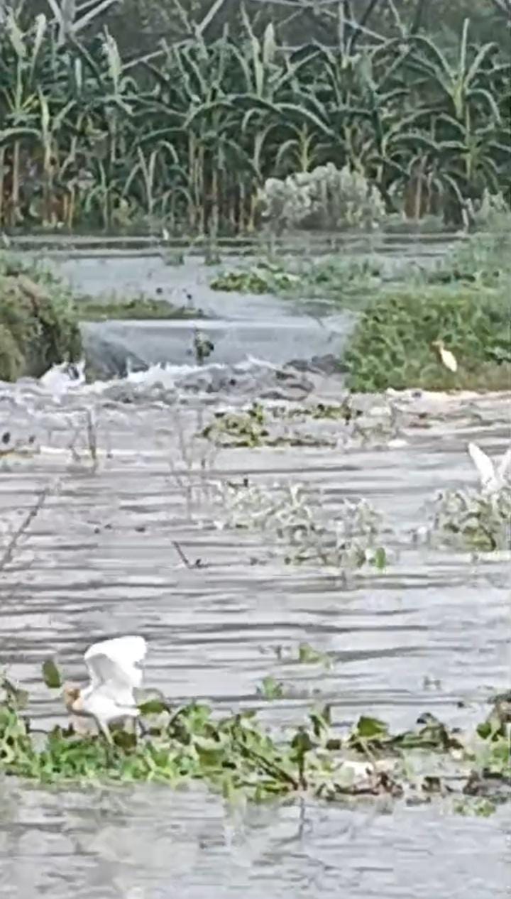 A dam on the Hindon River breached near Noornagar Singhani, and water began entering the colony.