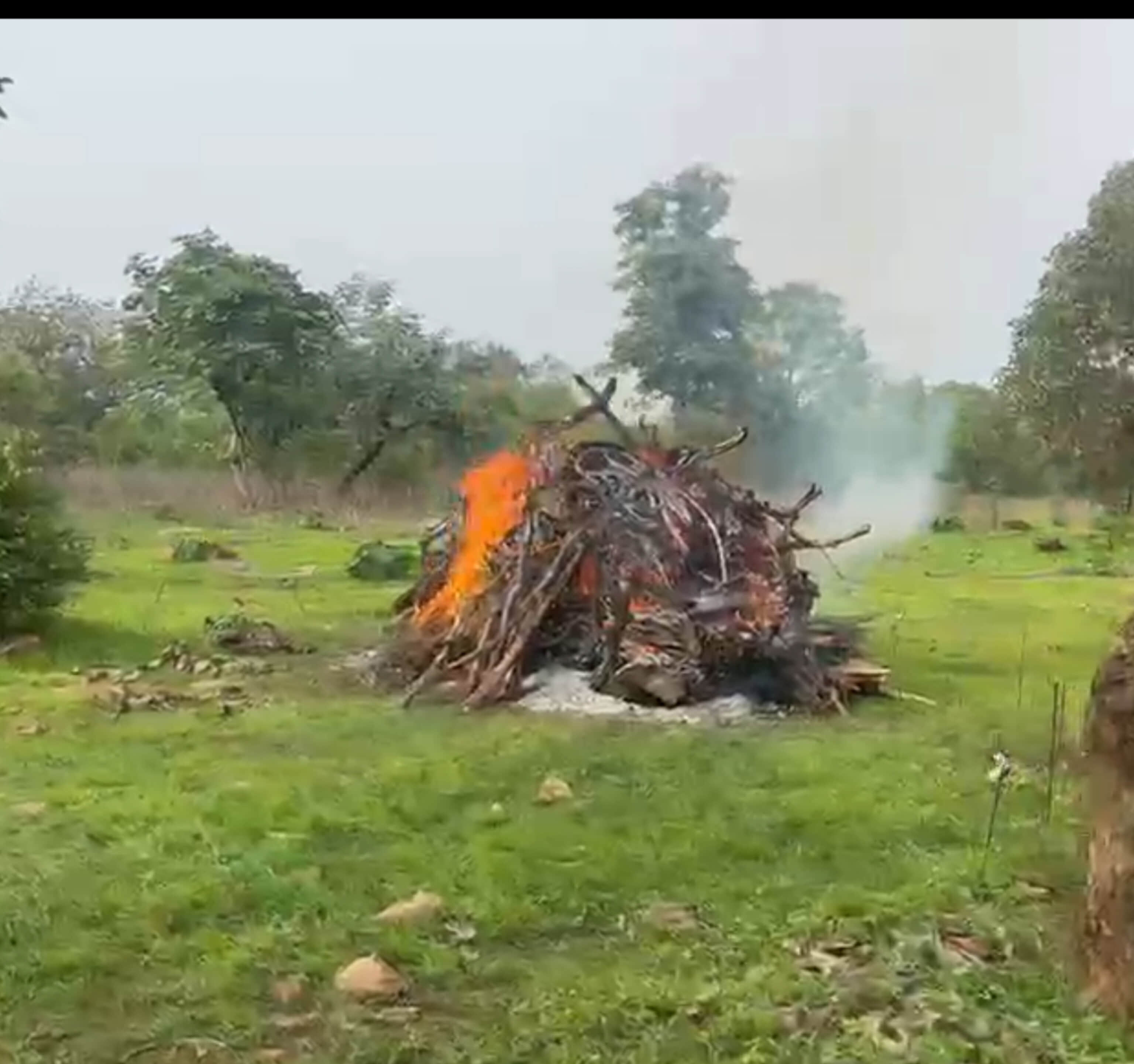 पन्ना टाइगर रिजर्व में तीन माह में तीन बाघों की मौत से हड़कंप