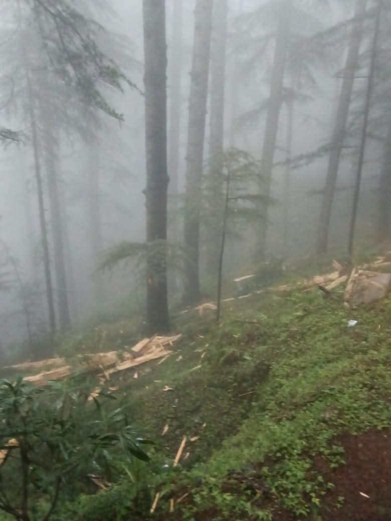 सलूणी में बिजली गिरने से गिरा पेड़ : जागरूक पाठक