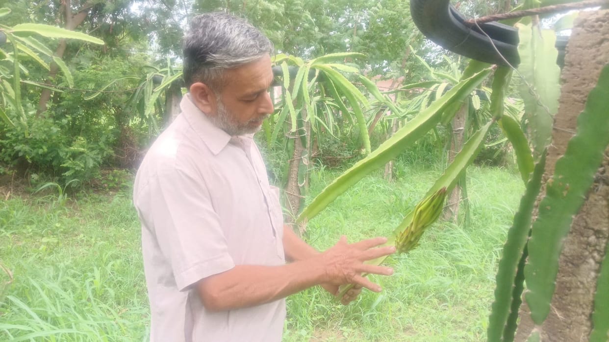 Hands that used to repair bikes are now growing dragon fruit.