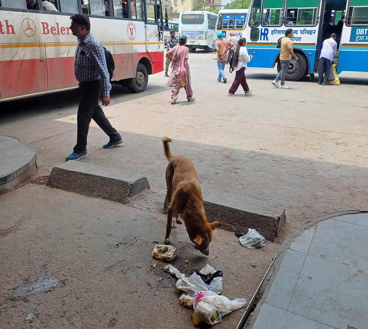 Cantonment bus stand becomes a shelter for stray animals and is accused of embezzling Rs 45 lakh.