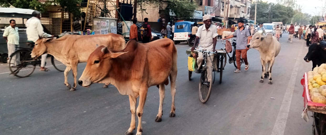 No lessons learned from accidents; cattle roaming the roads in Bah.