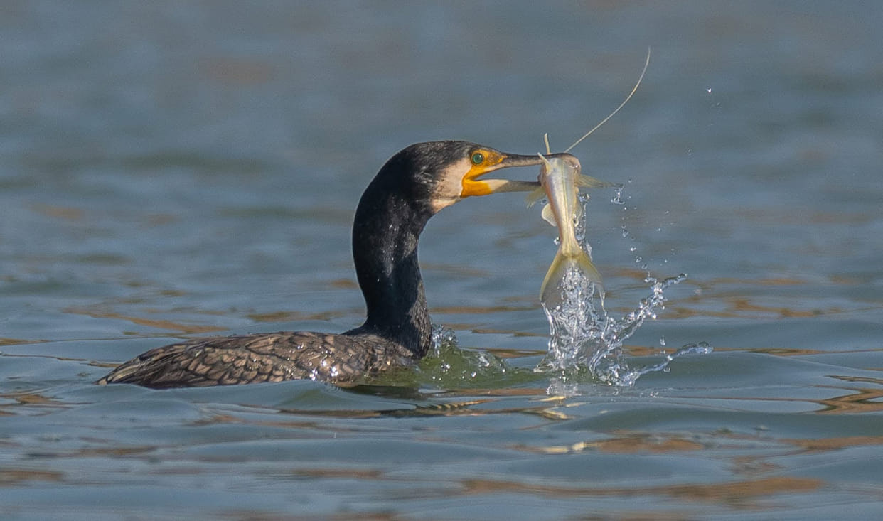 The crow's wings aren't waterproof, yet it dives into the Chambal River to catch fish.