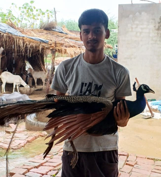 Dogs were attacking a peacock, a young man saved it.
