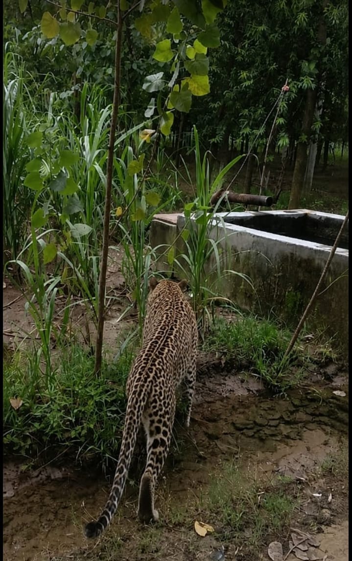 Leopard spotted again in Batavali forest; farmers in a state of panic.