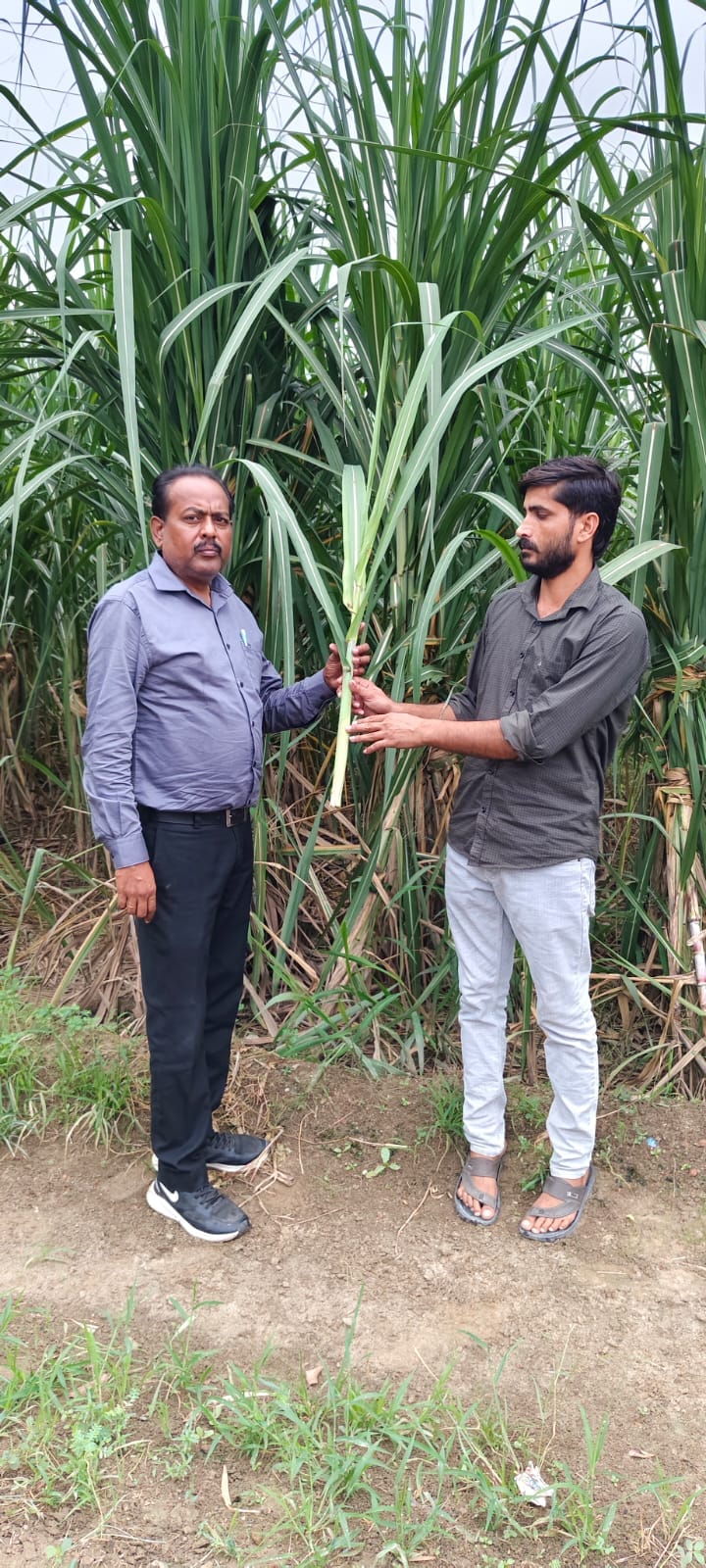 Outbreak of Pokkah Boeng disease in early-maturing sugarcane varieties in Bahsuma.