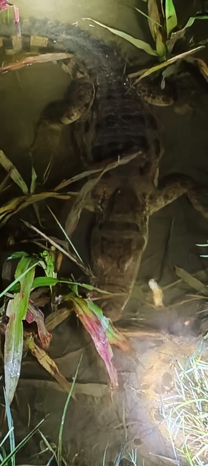 Crocodile spotted on the banks of the Bansi River; video goes viral.